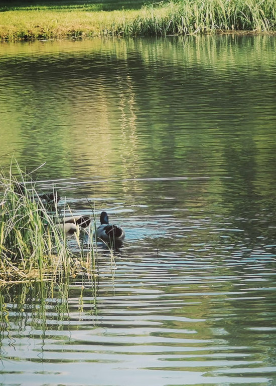 Ferienhaus Ansicht Teich